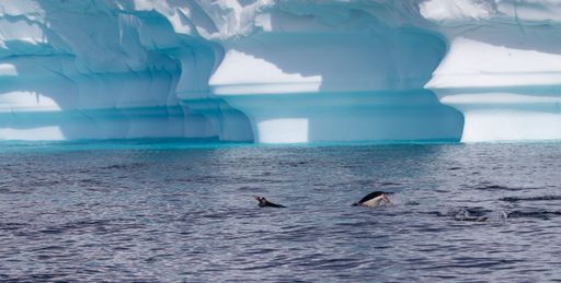 A natural view of Gentoo penguins swimming in Antarctica