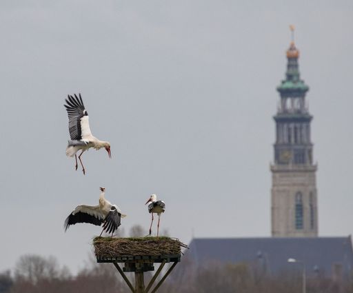 A white stork joining others in the nest with Lange Jan tower in the background
