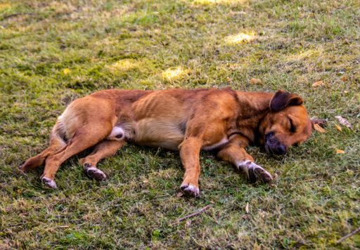 A beautiful view of an adorable brown dog sleeping on the green grass