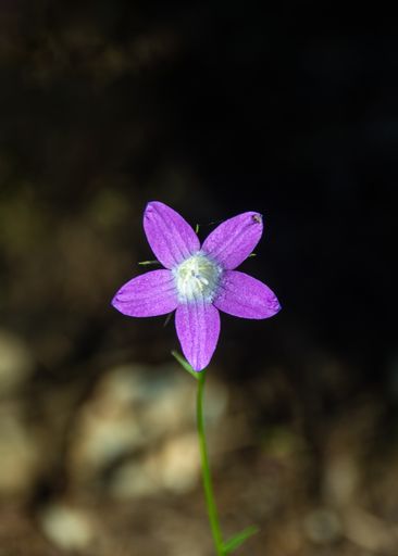 A vertical shot of a beautiful Campanula ramosissima flower in front of a blurry background