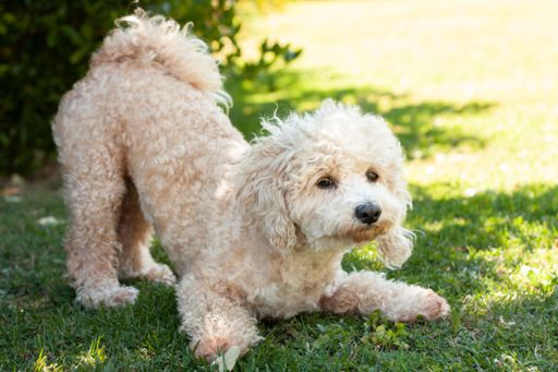 A closeup of a cute Bichon Frise dog playing on grass
