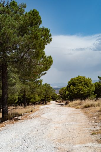 A vertical shot of a ground road surrounded by trees
