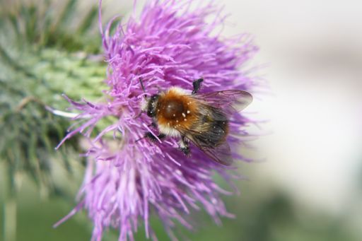 A closeup shot of a bee on thistle flower