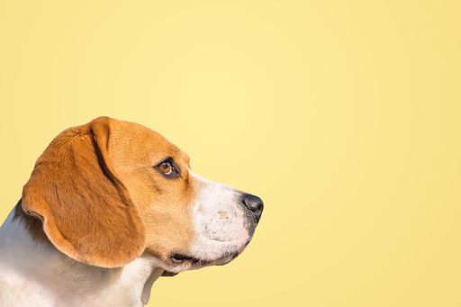 A closeup side shot of a young tricolor Beagle dog head, looking attentive on yellow background