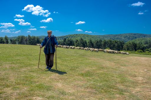 A beautiful shot of an elderly shepherd near his herd of sheep on a meadow