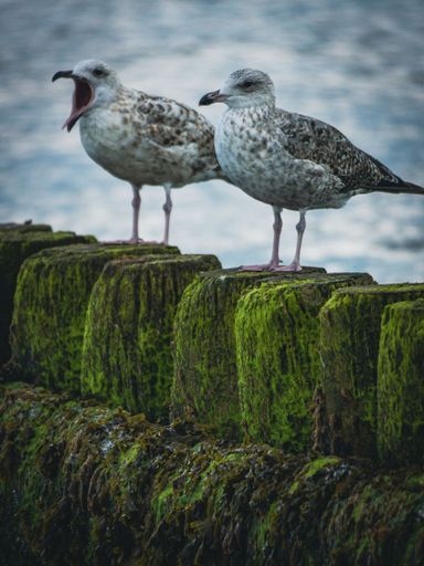 A vertical selective focus of Heuglin's gulls (Larus fuscus heuglini) resting on the seashore with sea waves splashing over the rocks