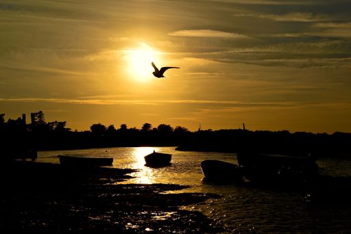 A silhouette of a bird flying over the lake with boats at sunset