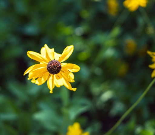 A selctive focus shot of a yellow Black-eyed Susan flower, Rudbeckia hirta in the park