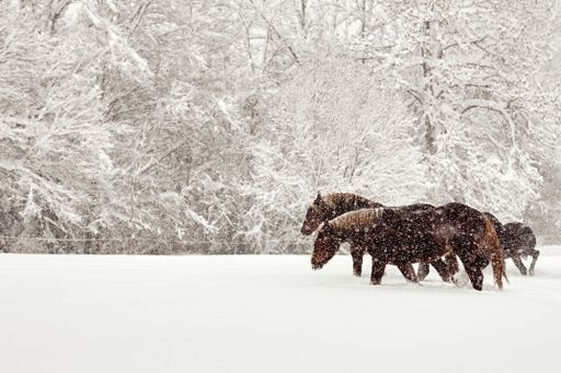 A scenic view of a herd of horses walking in a field covered by snow during a blizzard