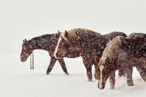 A scenic view of a herd of horses walking in a field covered by snow during a blizzard