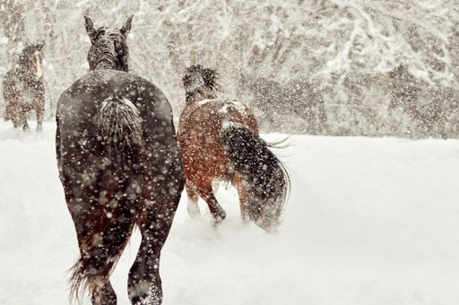 A scenic view of a herd of horses grazing in a field covered by snow during a blizzard
