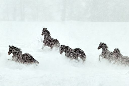 A scenic view of brown horses running together in a snowy landscape in daylight