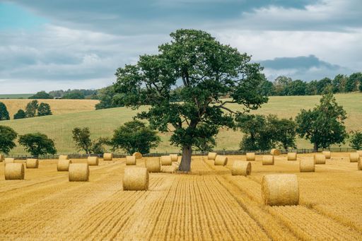A scenic shot of a hay field with balls in Leathley with a dense tree in the middle