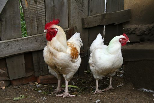 A closeup shot of an adorable hen and rooster under a gateway