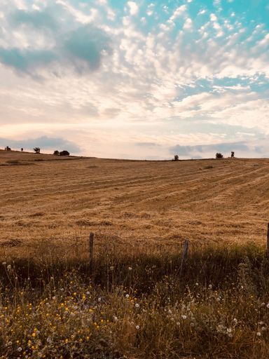 A vertical shot of a field of dried grass with green leaves and a beautiful view in the background