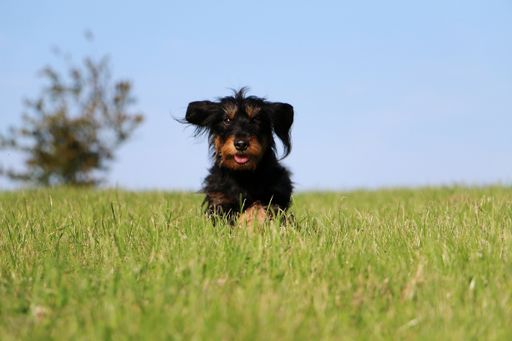 An adorable dachshund running to the camera in a field