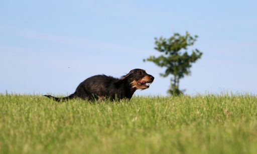An adorable dachshund running in a field at the daytime