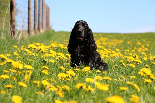 An adorable black cocker spaniel sitting in a field of dandelions