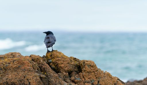 A selective focus shot of a black crow perched on a stone on a seashore