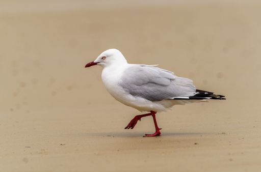 A closeup shot of a white seagull perched on a seashore