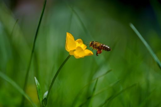 A closeup shot of a honeybee flying to pollinate a yellow flower