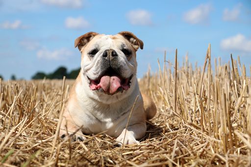 An adorable English bulldog lying in a stubble field