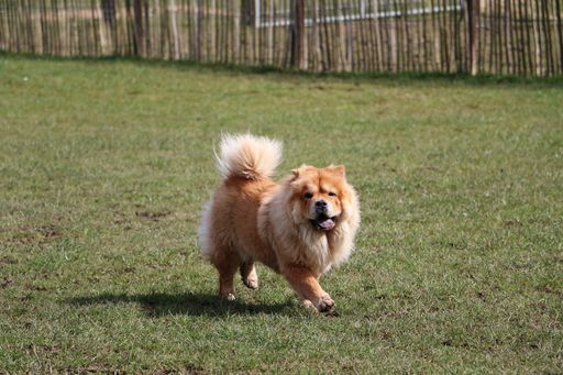 An adorable chow-chow dog walking in the park