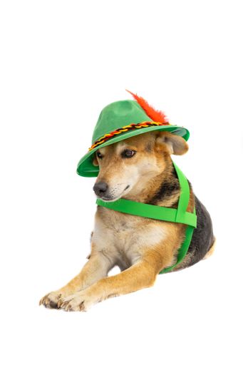 mongrel dog with a tyrolean hat on white background