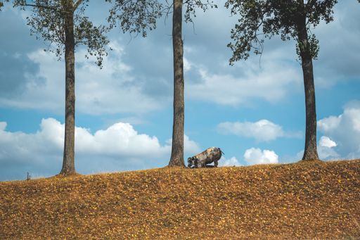 The cute and colourful cow sitting under the trees