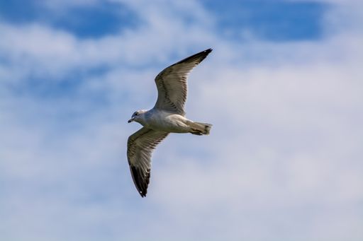 A low angle shot of a gull flying under a blue cloudy sky at daytime