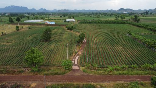 A bird's eye view of agricultural fields in the countryside