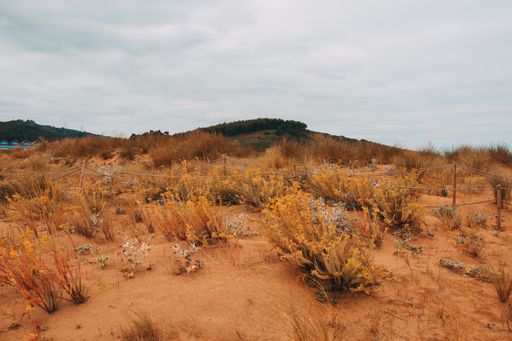 A sandy landscape covered in plants and surrounded by hills