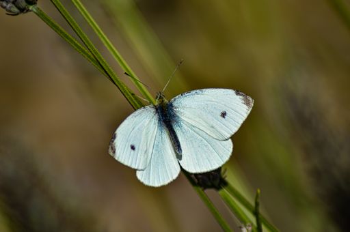 A closeup shot of a Pieris brassicae butterfly