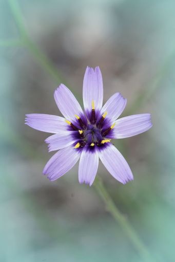 Soft closeup on the gorgeous colorful blue-purple Cupid's dart flower, Catananche caerulea
