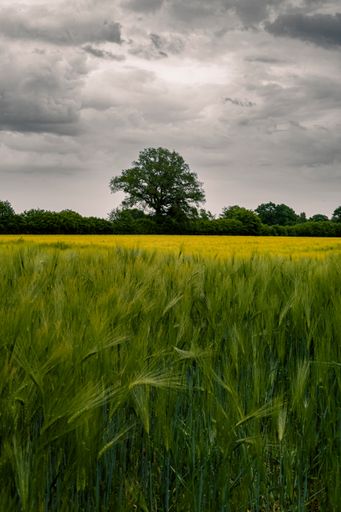A vertical background of a green field with a tree in the middle and gray cloudy sky above