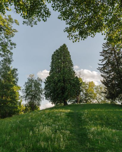 A vertical shot of a redwood tree in a green field with sky on the background