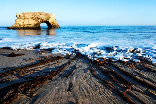 A selective focus closeup shot of seaweed washed ashore on the Natural Bridges State Beach in Santa Cruz, California