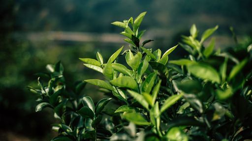 A closeup of beautiful green tea plant leaves in a garden on a blurry background