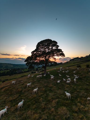 A vertical shot of a lone tree during sunset and sheep grazing underneath in Staffordshire, England