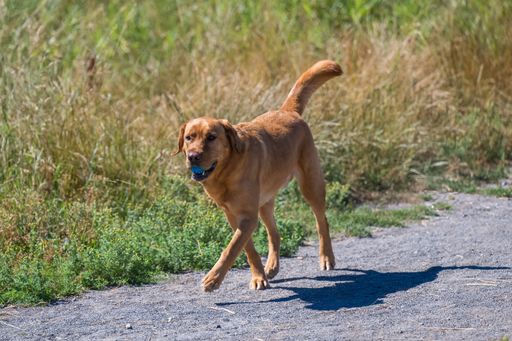 A beautiful little labrador walking joyfully with a blue ball in its mouth in an off-leash area on a sunny day