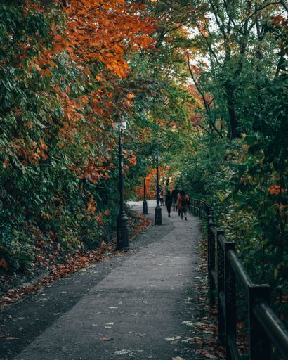 A vertical shot of a walking trail through an autumn forest