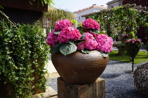 A closeup shot of pink hydrangea flowers in a pot