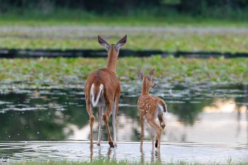 A scenic view of a beautiful deer family on a lake covered with leaves