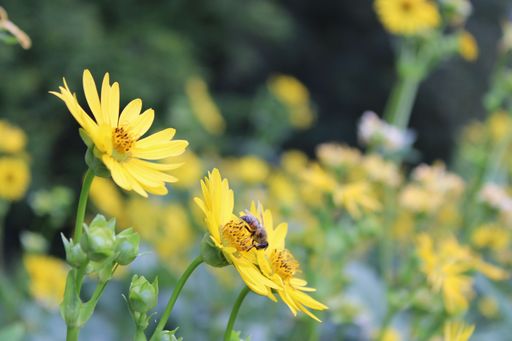 A bee on the pistil of a yellow wildflower collecting nectar for pollination with field of flowers in the blurred background,closeup shot