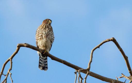 A closeup shot of a hawk perched on a tree branch against a blue sky