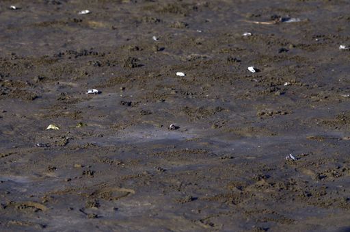 A closeup shot of ground mud texture