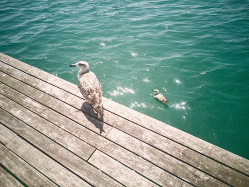 The view of two yellow-legged gulls, one standing on the deck and another one swimming