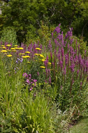 A vertical shot of the wildflowers and plants in the nature