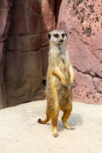 A vertical shot of a meerkat (Suricata suricatta) looking for something