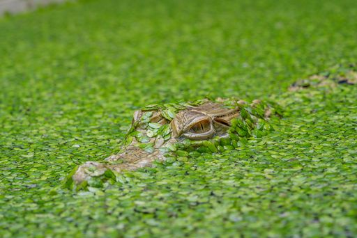 The New Guinea crocodile (Crocodylus novaeguineae) in a pond full of algae